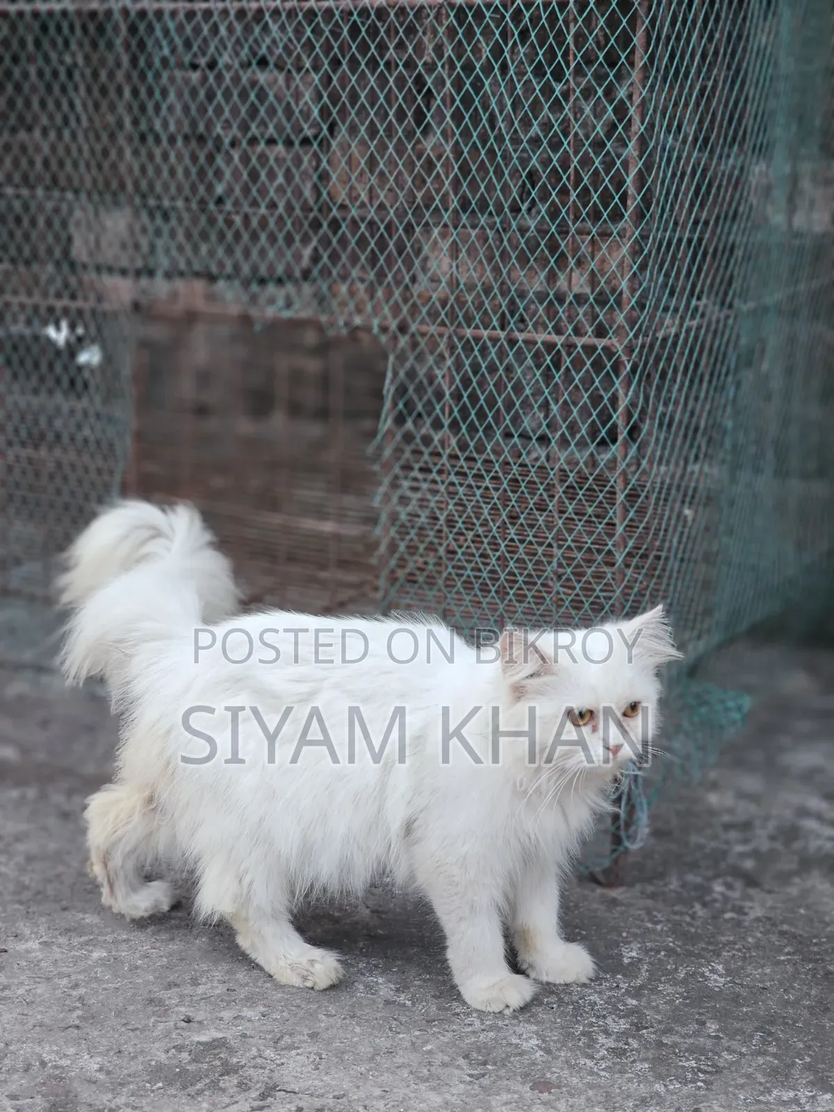6-12 months Female Purebred Persian