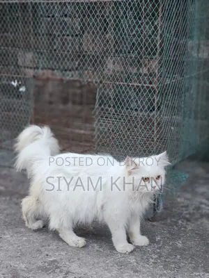 6-12 months Female Purebred Persian