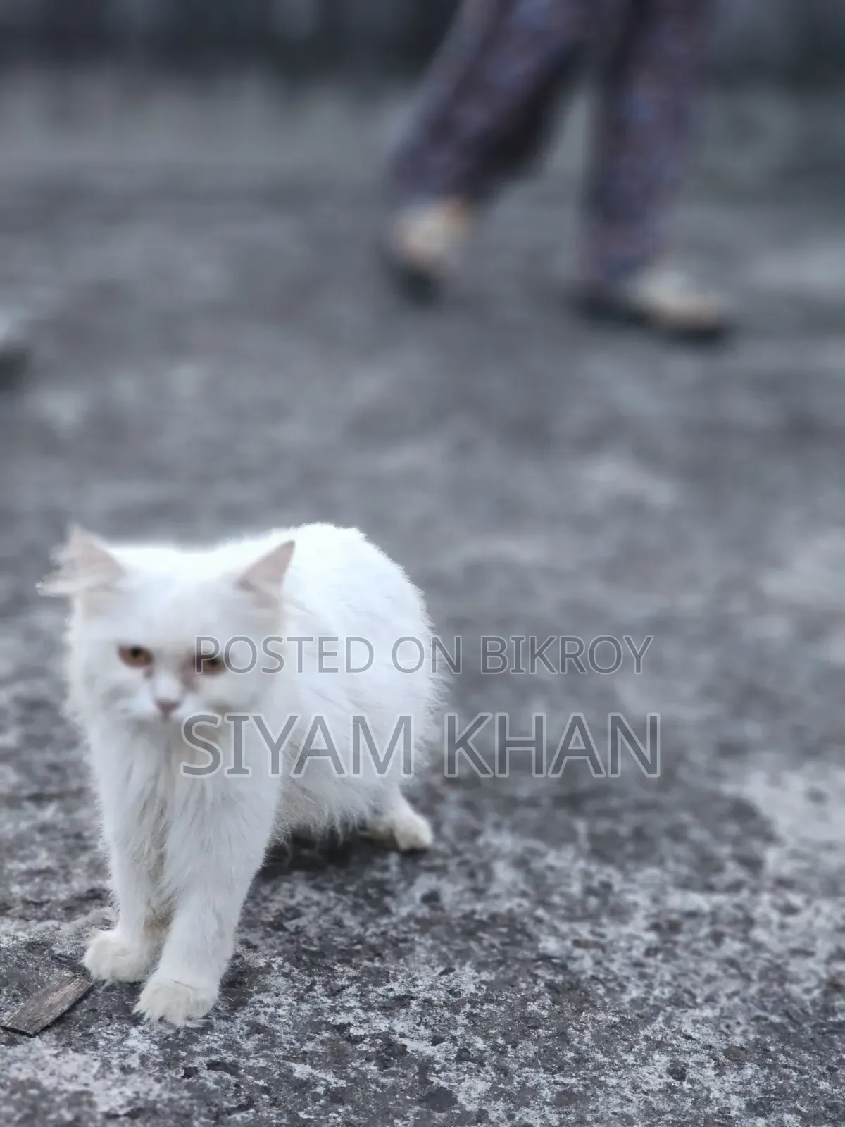 6-12 months Female Purebred Persian