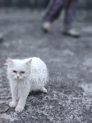 6-12 months Female Purebred Persian