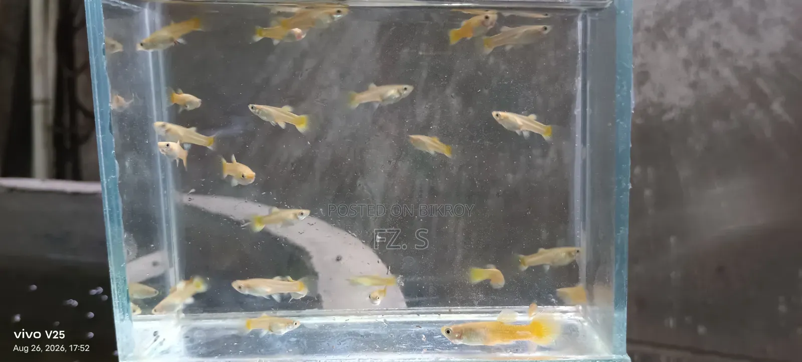 ২৪ কে গাপ্পি