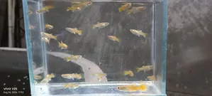 ২৪ কে গাপ্পি