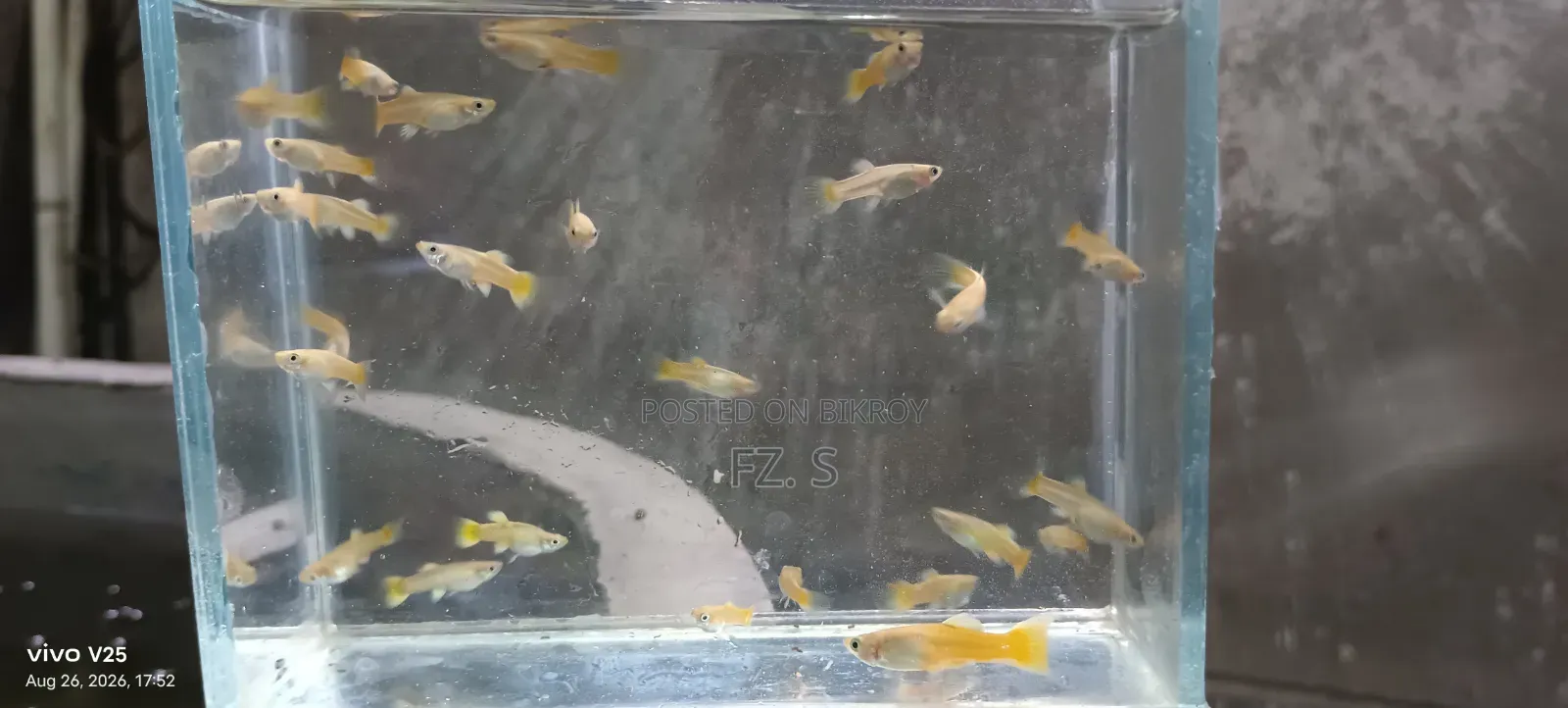 ২৪ কে গাপ্পি