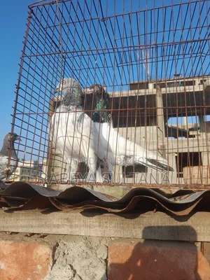 ভালো কবুতর দুই টাই নর কবুতর