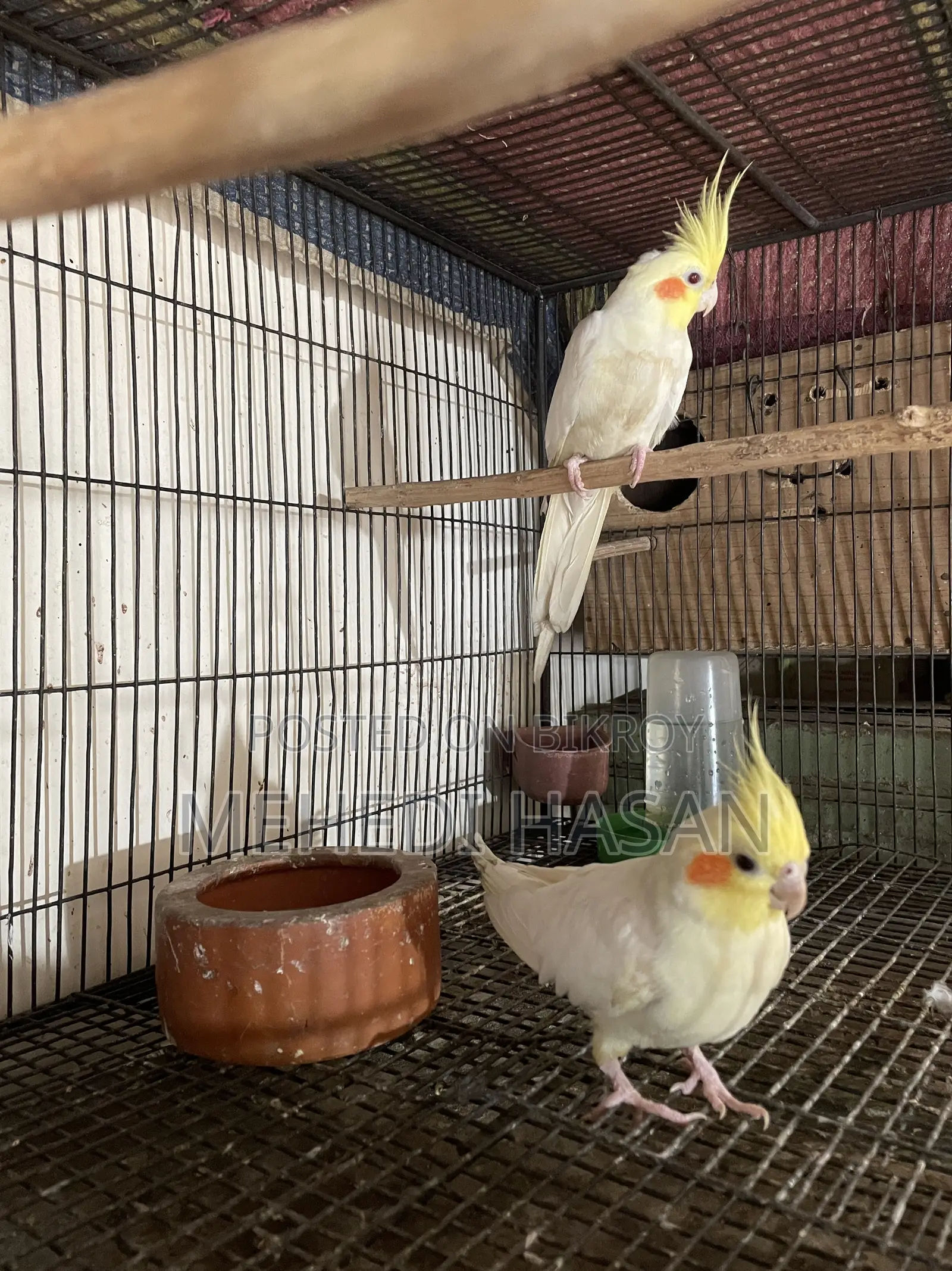 Cockatiel Birds