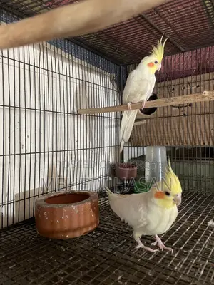 Cockatiel Birds