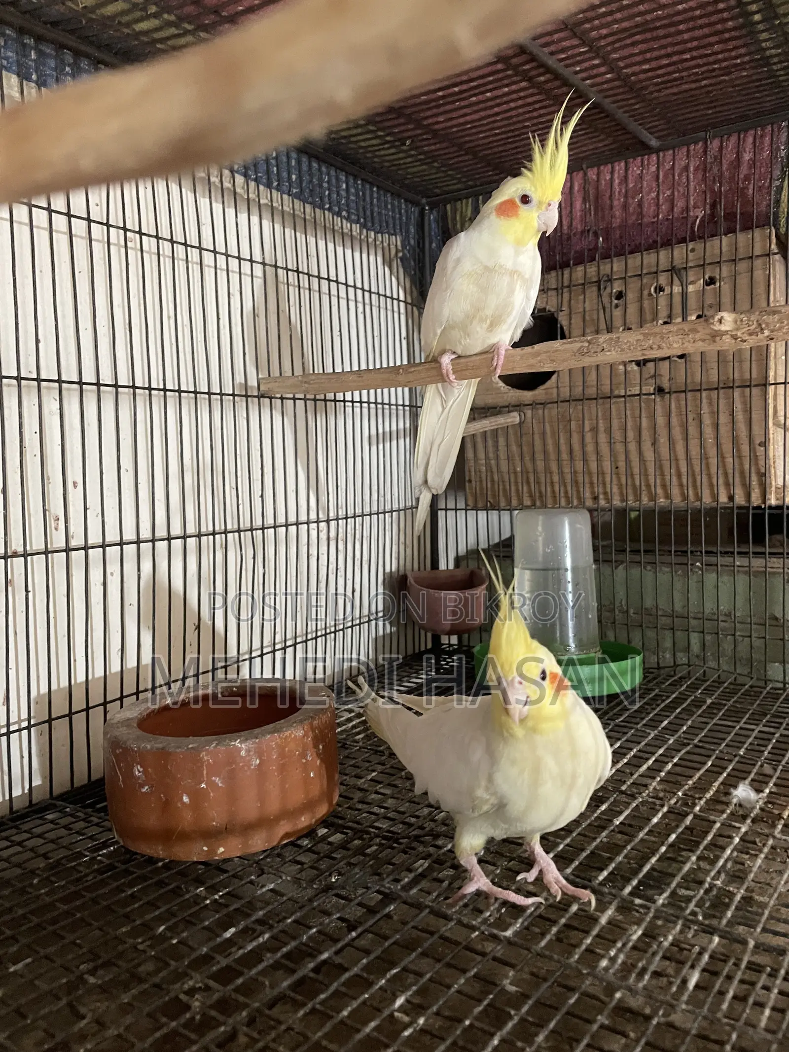 Cockatiel Birds