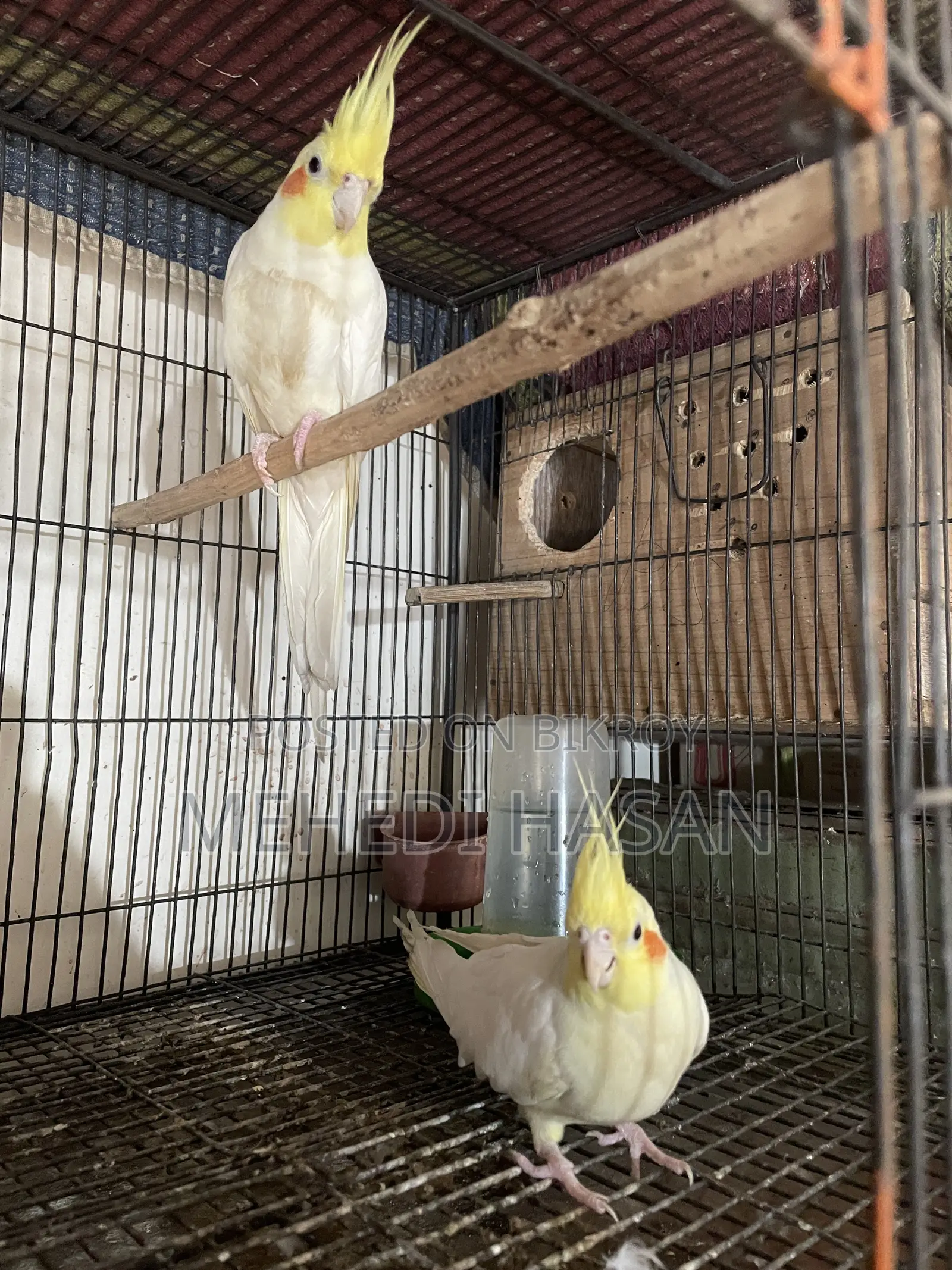 Cockatiel Birds