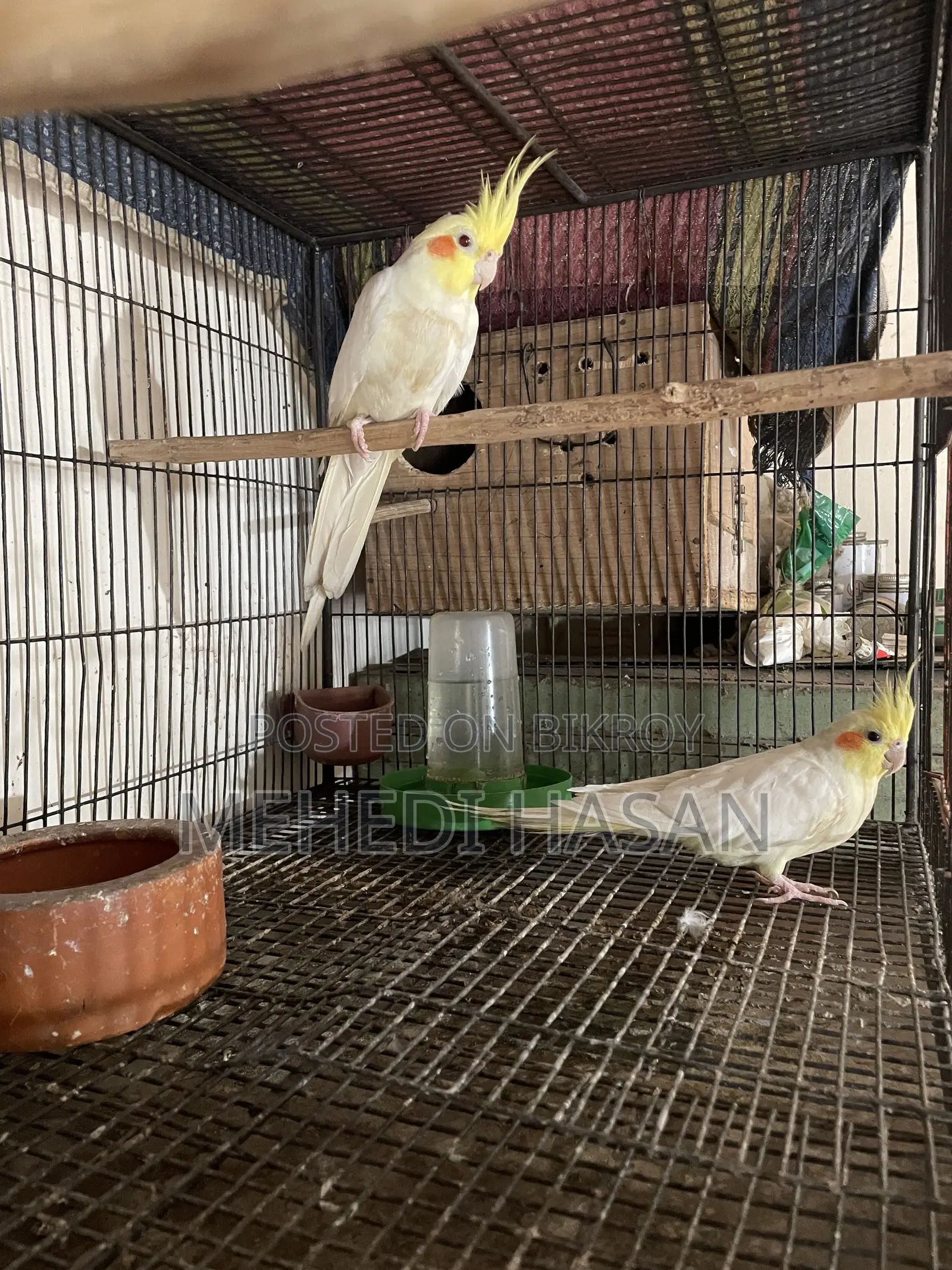 Cockatiel Birds