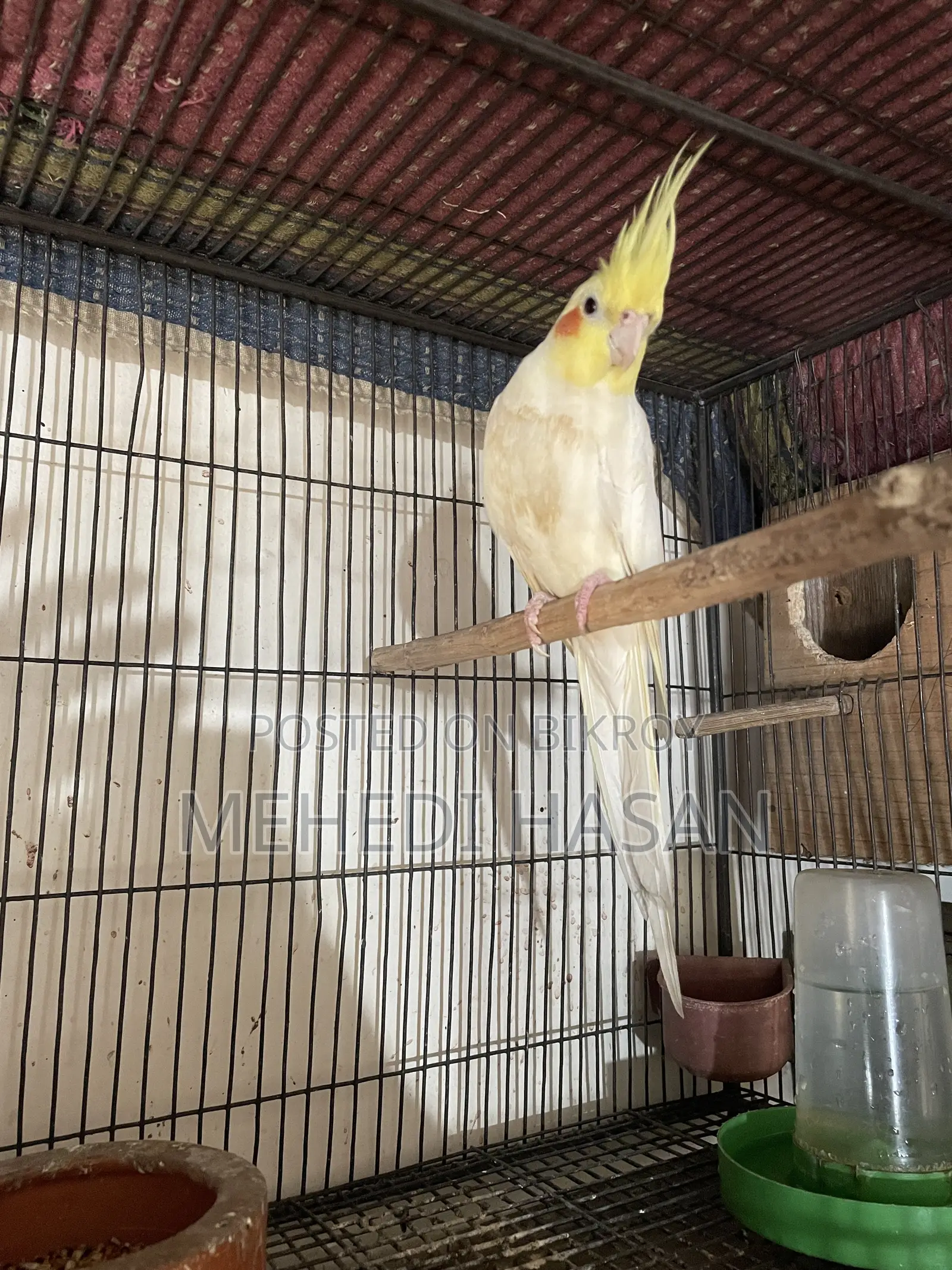 Cockatiel Birds