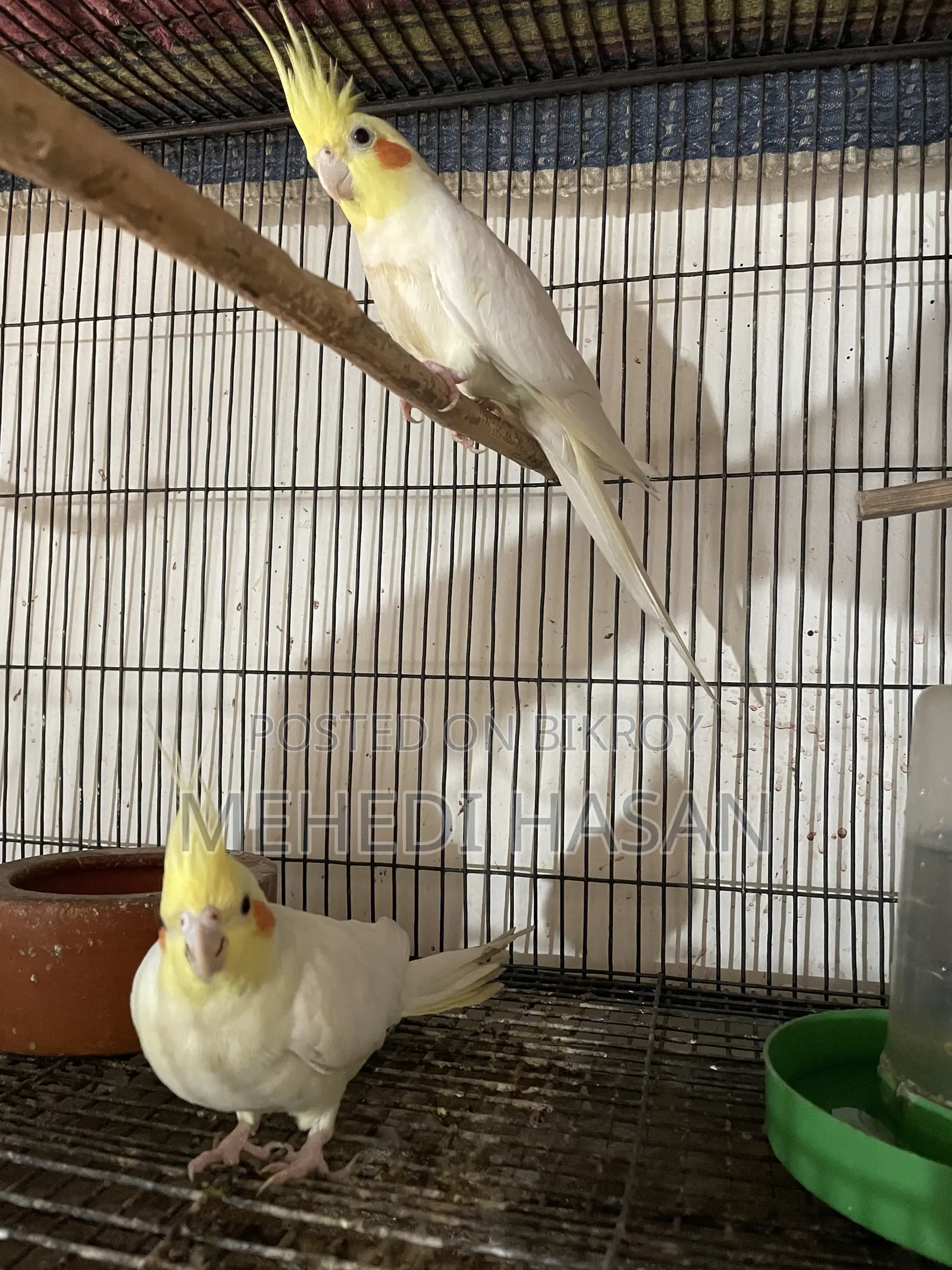 Cockatiel Birds