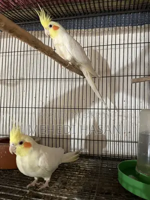 Cockatiel Birds