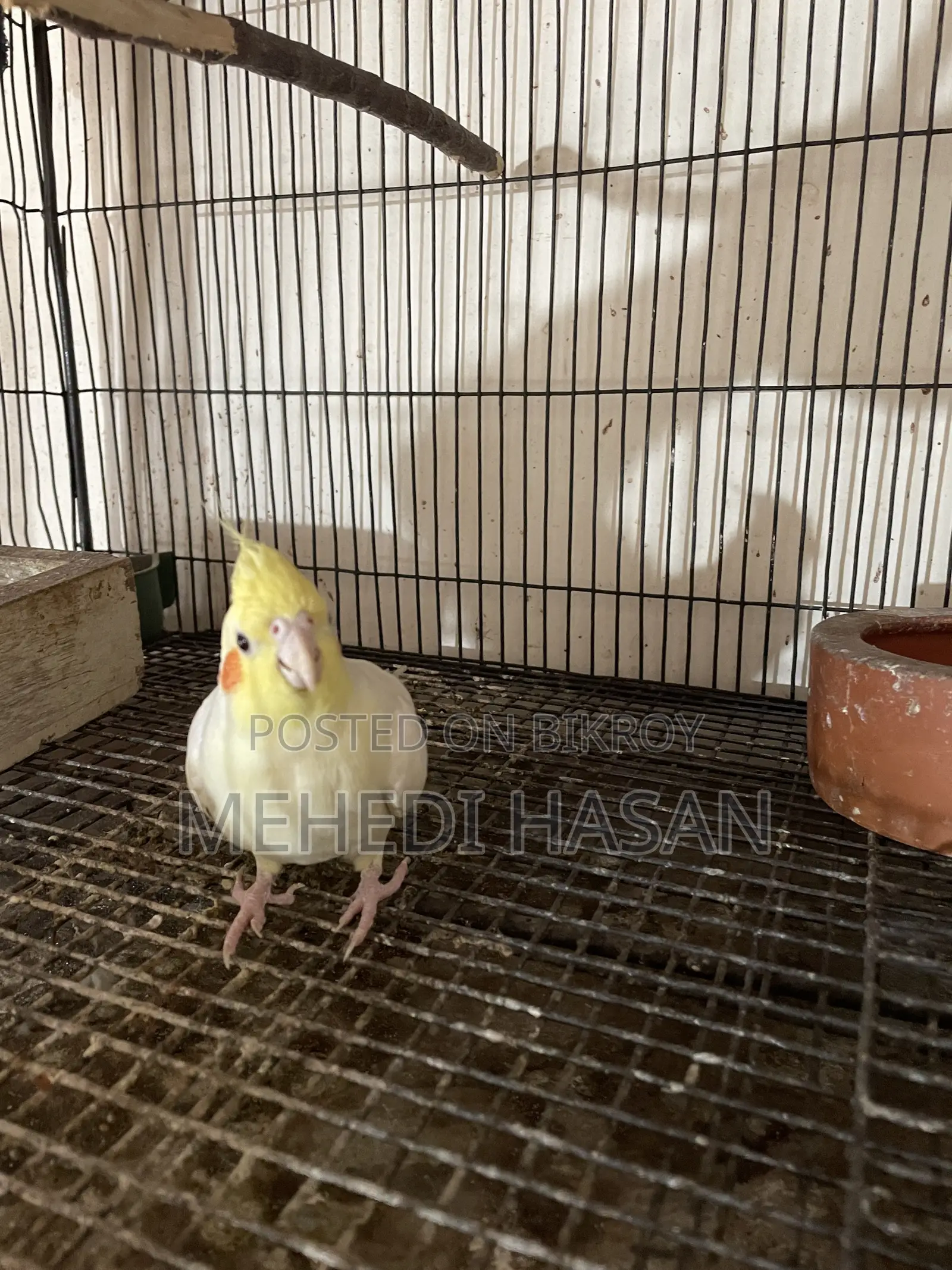 Cockatiel Birds