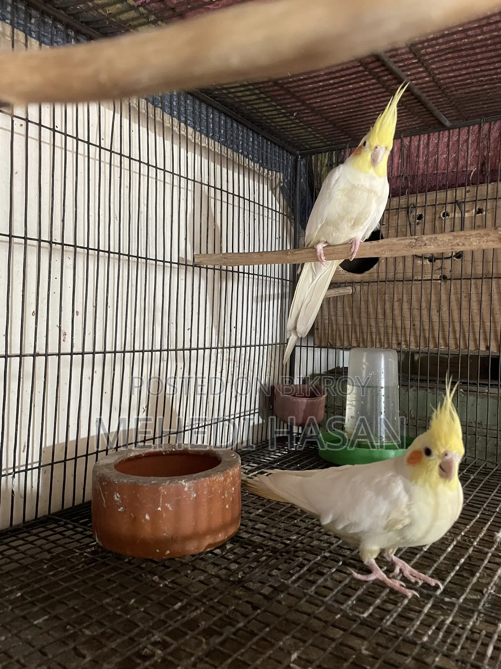 Cockatiel Birds