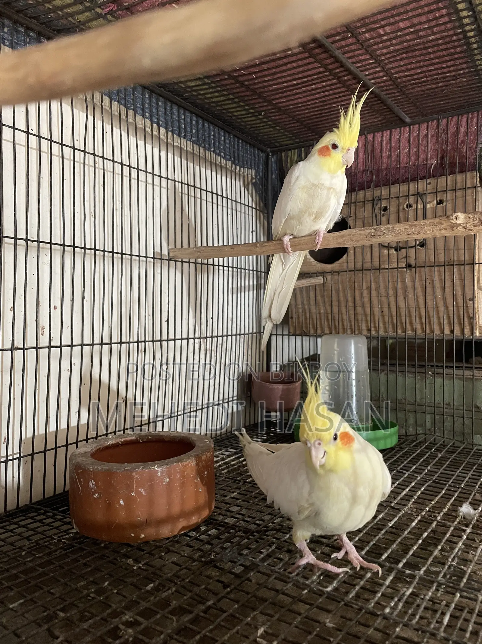 Cockatiel Birds