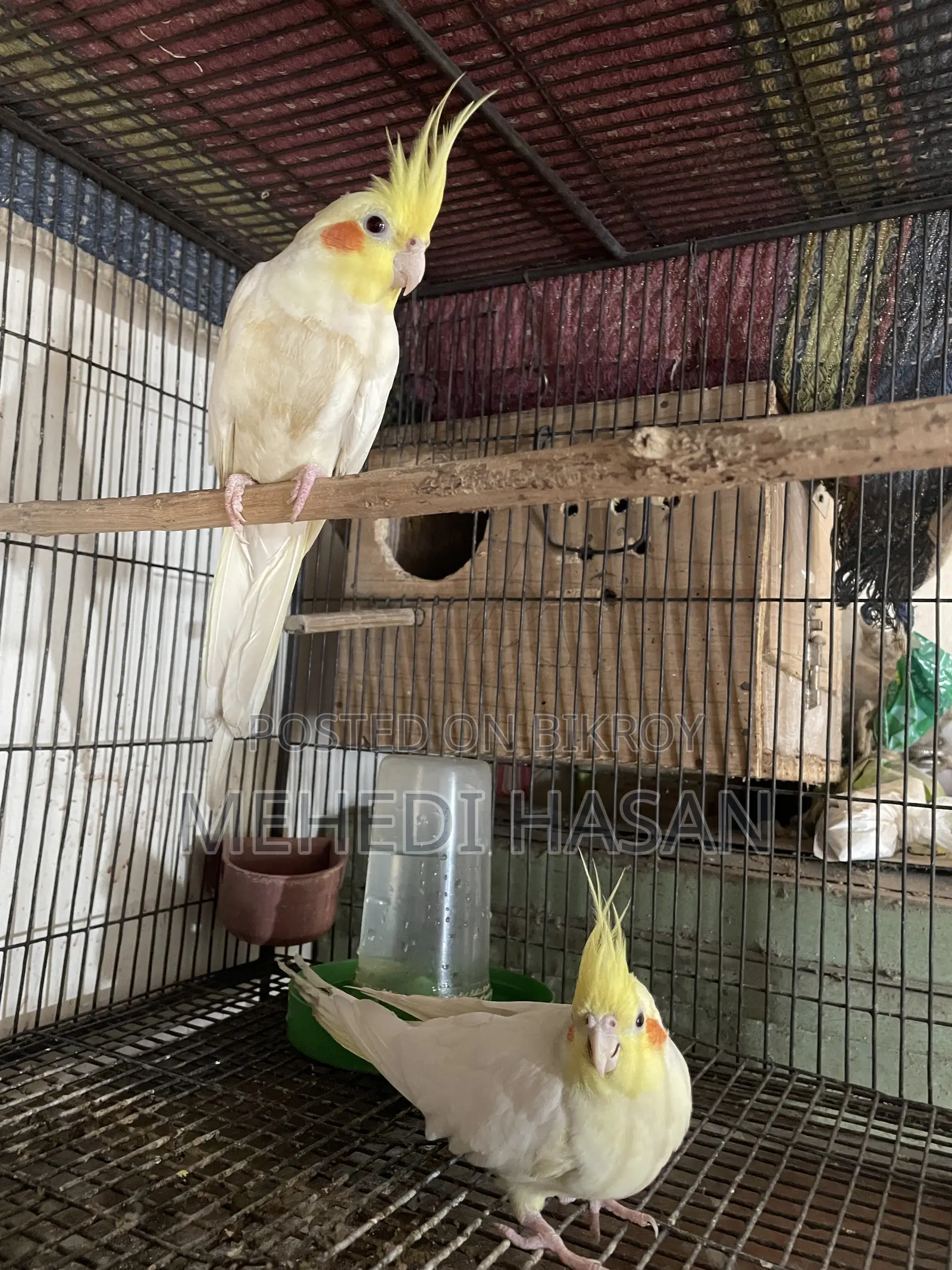 Cockatiel Birds