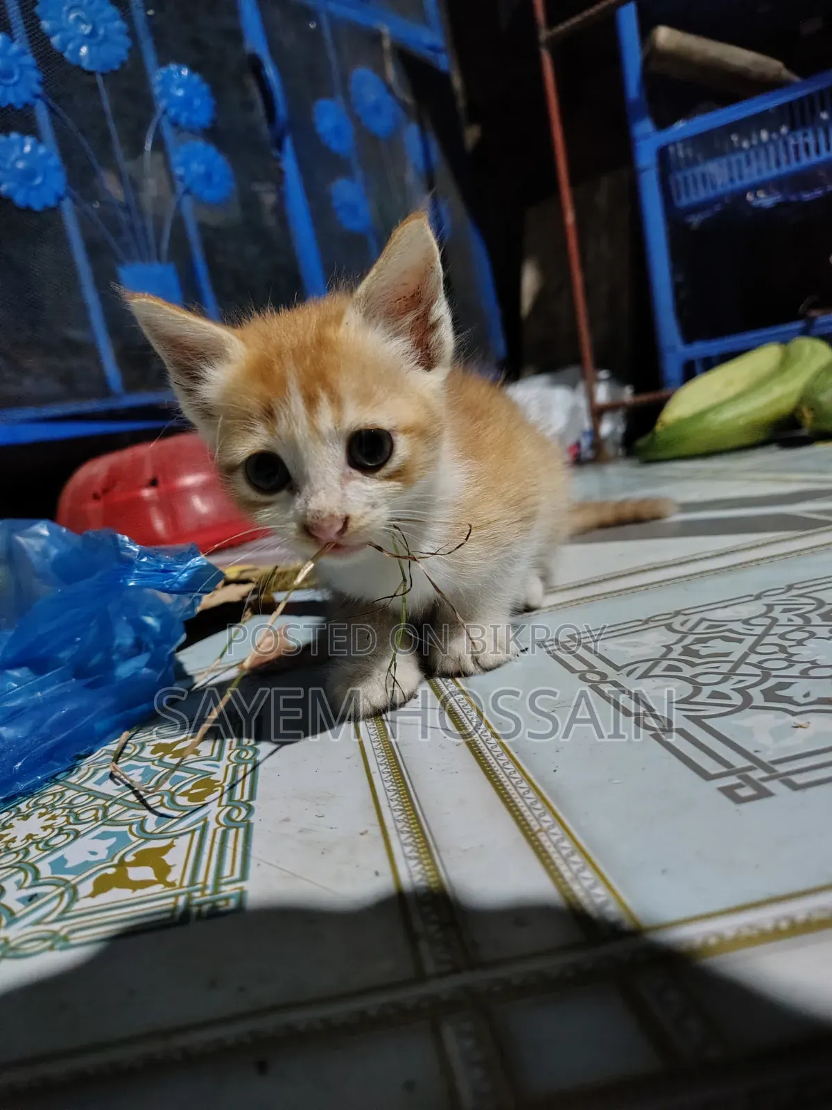 ১-৩ মাসের নর খাঁটি বেঙ্গল বিড়াল