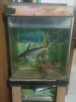 Fish Accurium