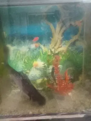 Fish Accurium
