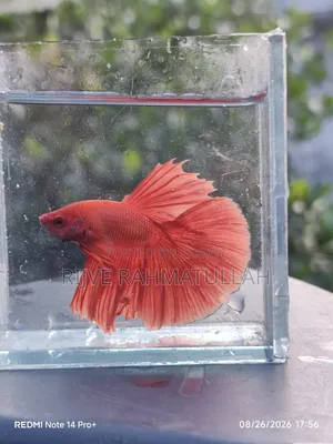 হাফমুন ফাইটার মাছ বিক্রি