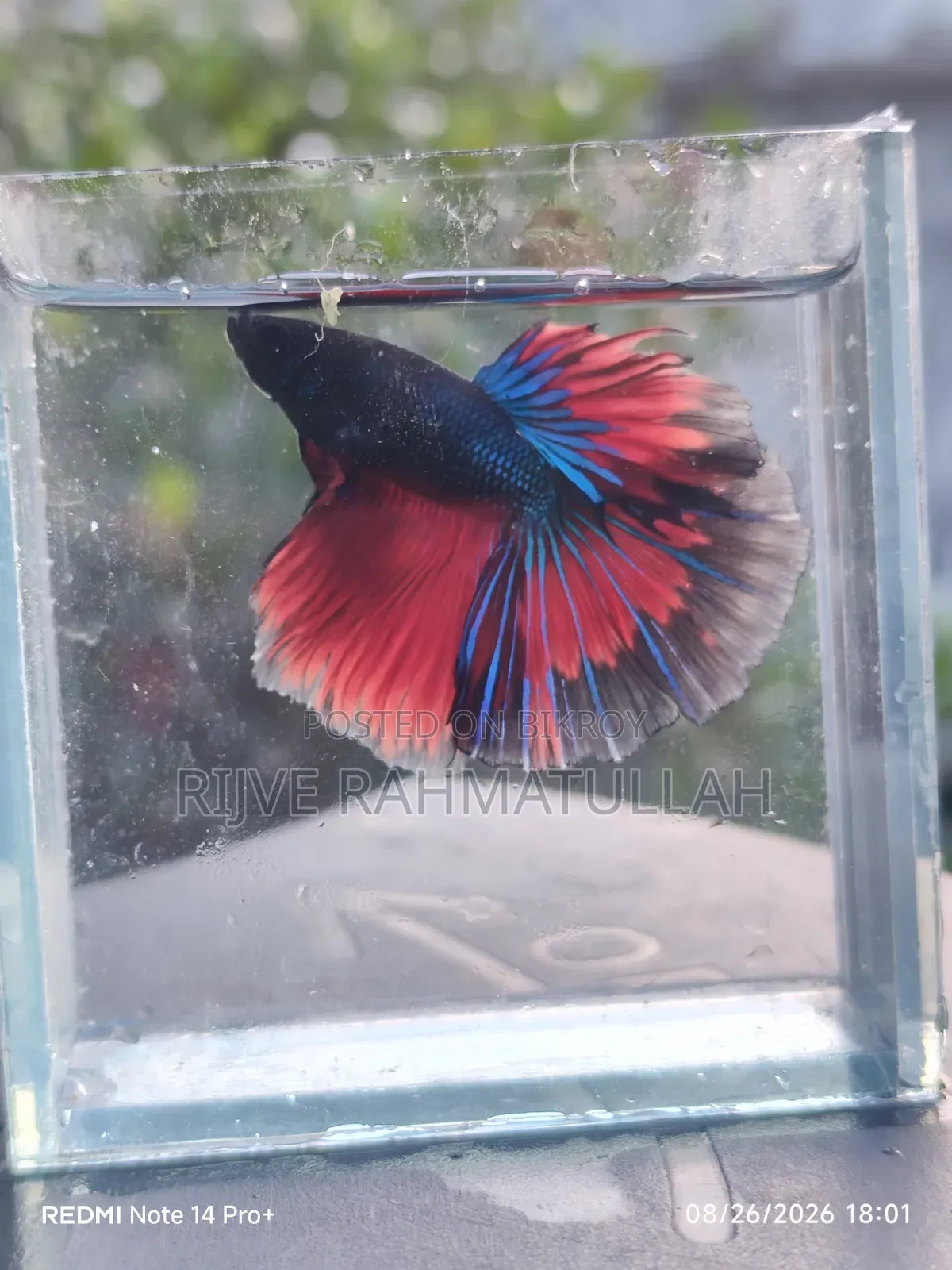 হাফমুন ফাইটার মাছ বিক্রি