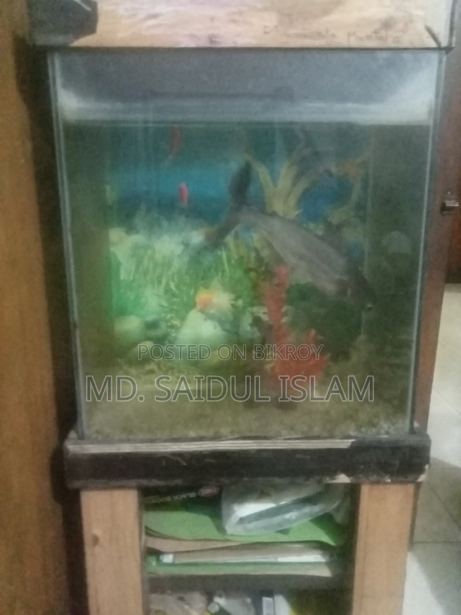 Fish Accurium