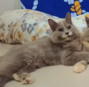 3-6 months Female Mixed Breed Persian