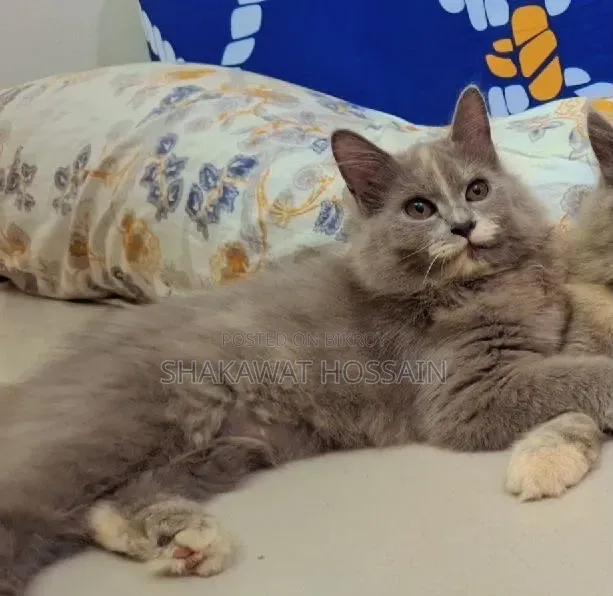 3-6 months Female Mixed Breed Persian