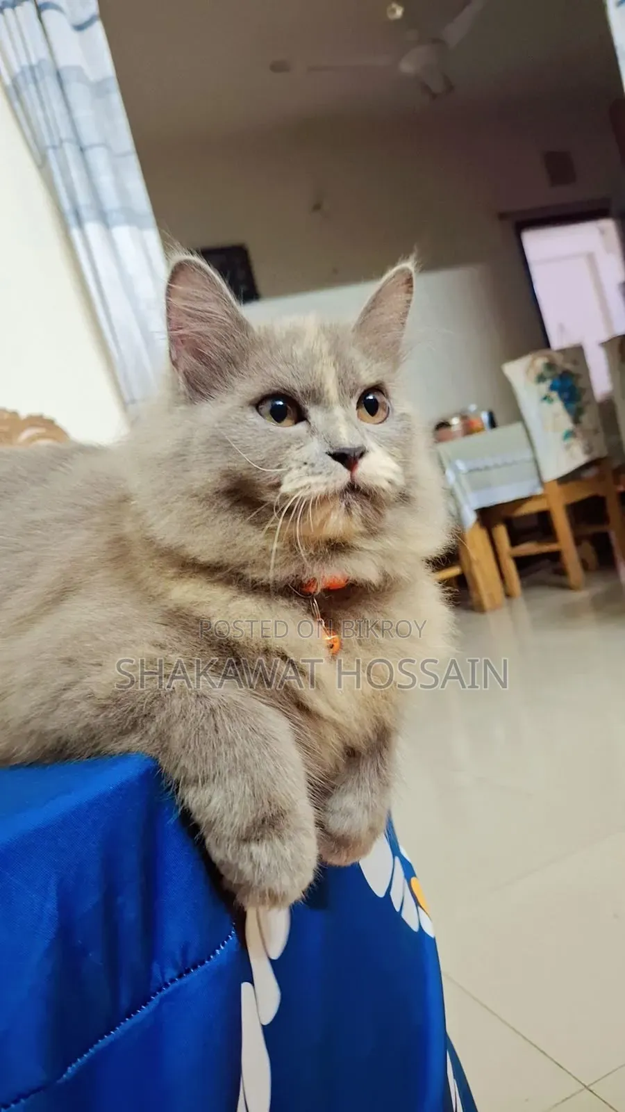 3-6 months Female Mixed Breed Persian