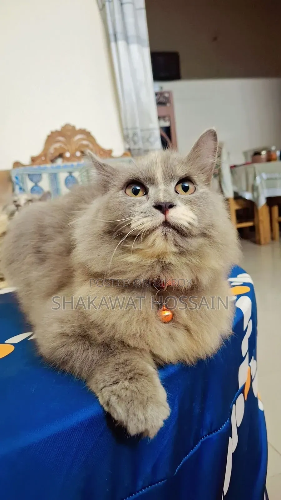 3-6 months Female Mixed Breed Persian