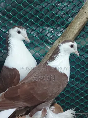 আমার বিজ্ঞাপন