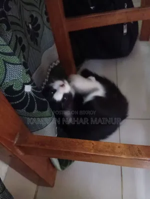 1-3 months Male Mixed Breed Persian