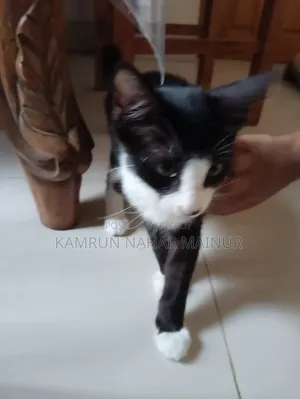 1-3 months Male Mixed Breed Persian