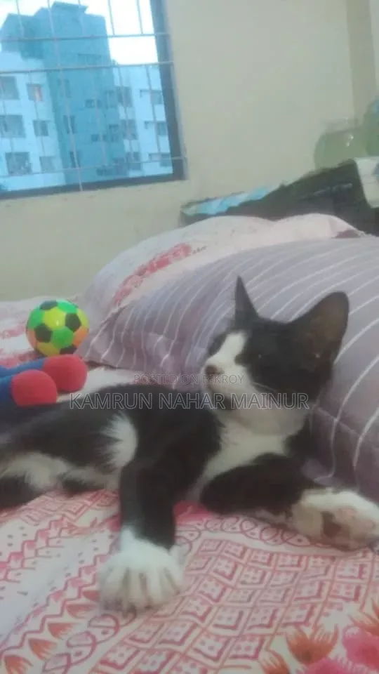 1-3 months Male Mixed Breed Persian
