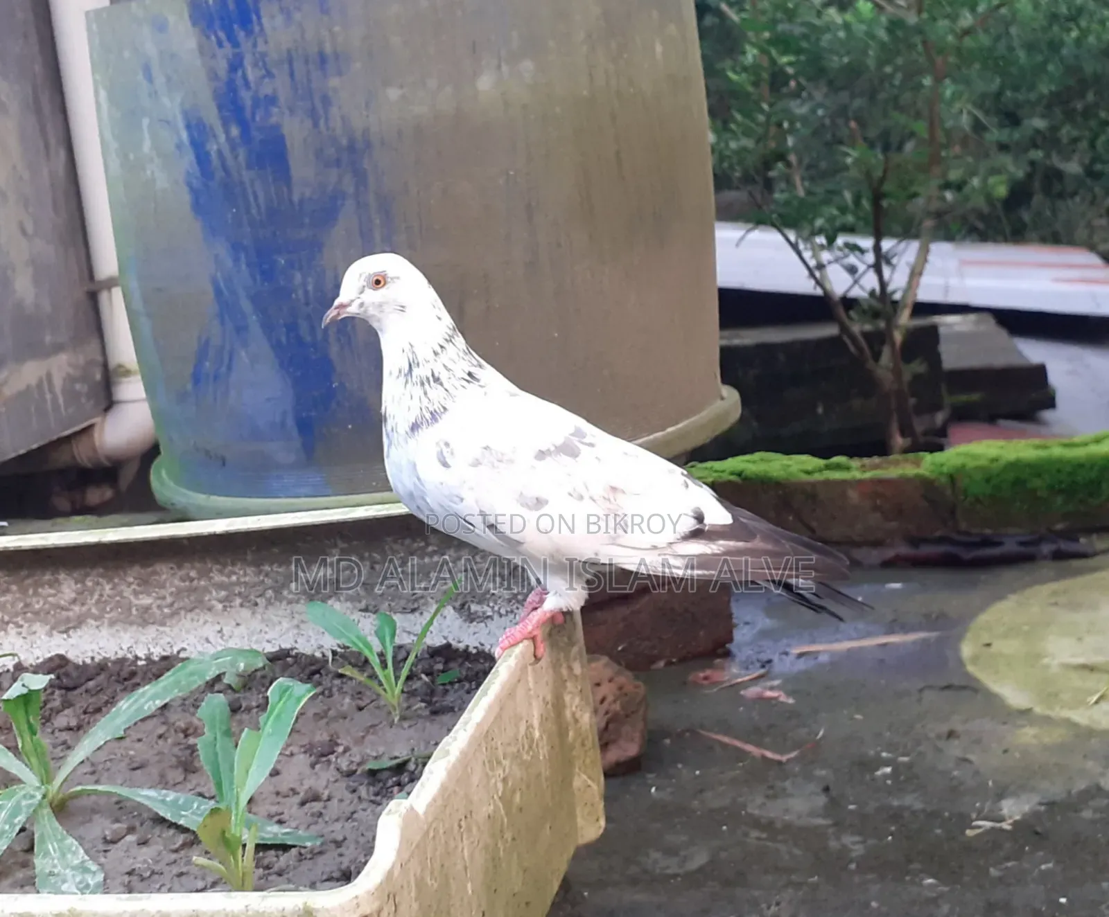 বাংলা মাদি
