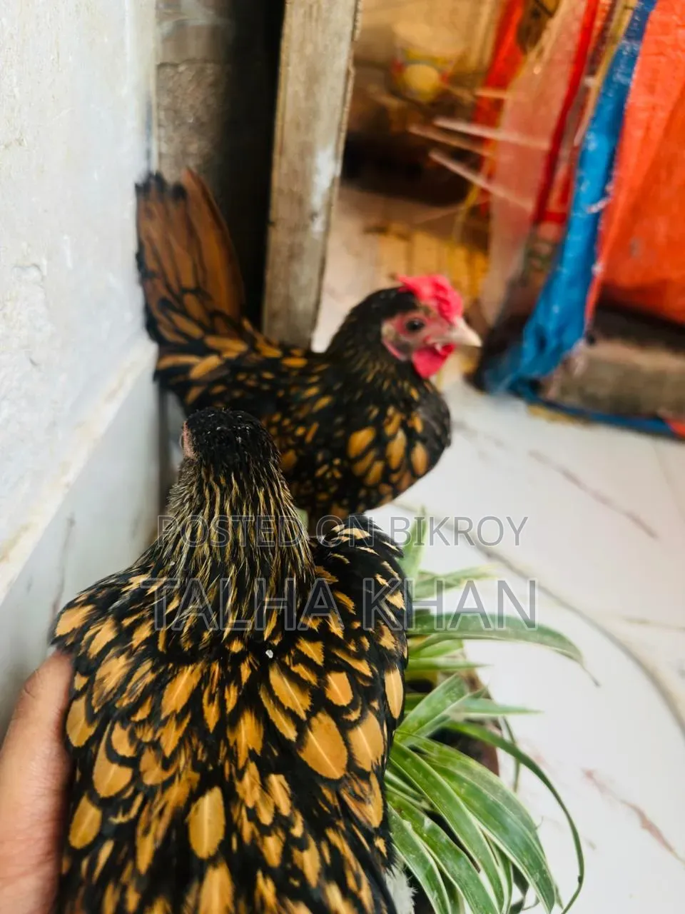 গোল্ডেন সেব্রাইট মুরগি। ১জোড়া
