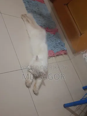 1-3 months Male Purebred Persian