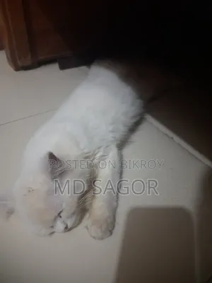 1-3 months Male Purebred Persian