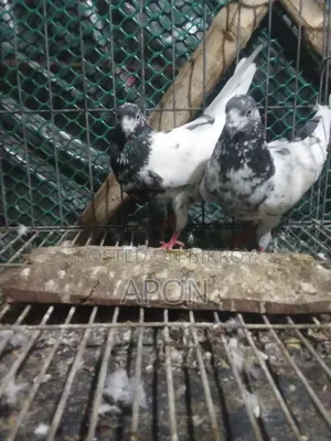 আমার বিজ্ঞাপন