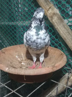 আমার বিজ্ঞাপন