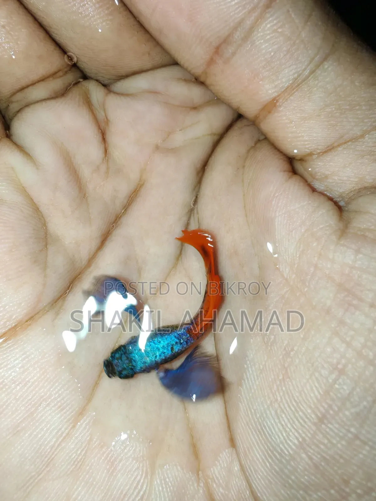 RTP Elephend Ear Guppy