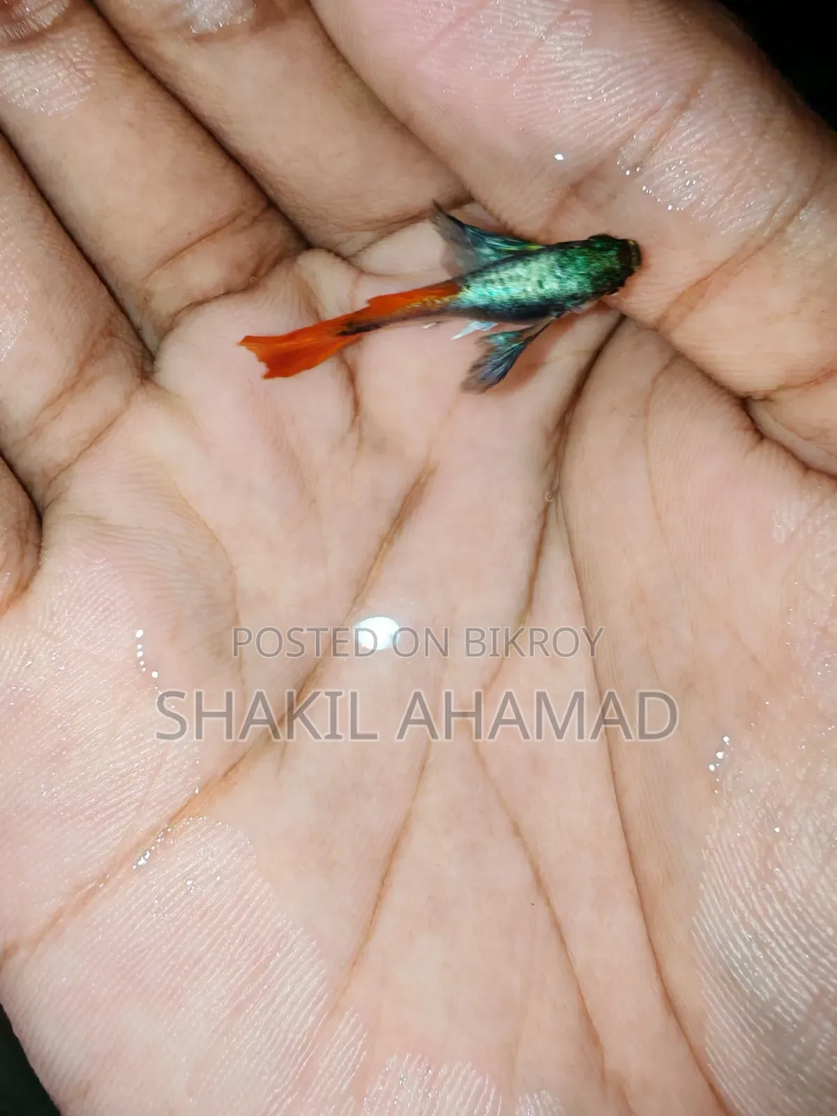 RTP Elephend Ear Guppy