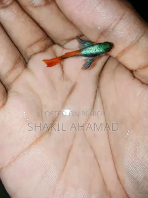 RTP Elephend Ear Guppy