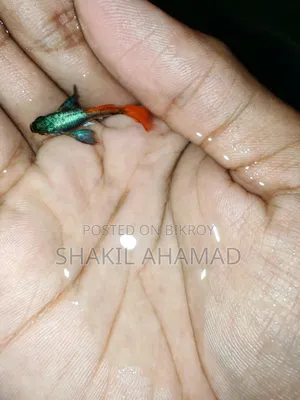 RTP Elephend Ear Guppy