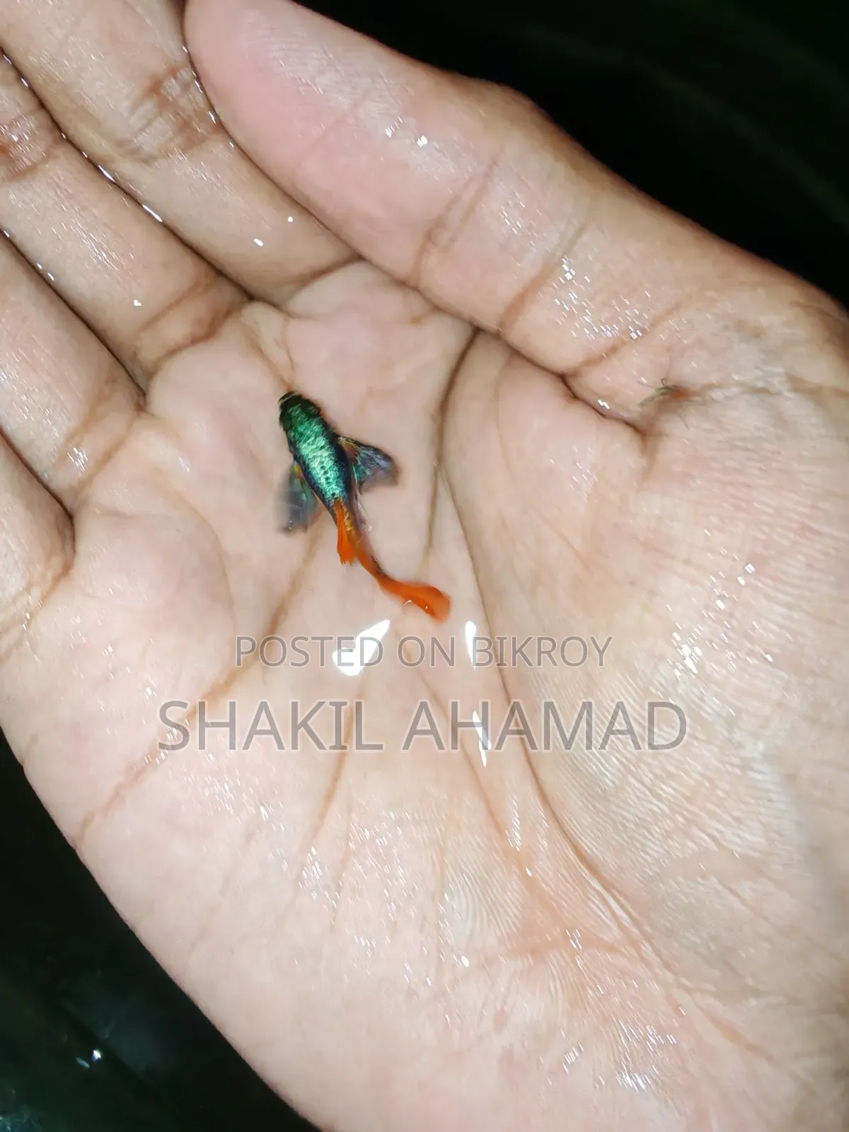 RTP Elephend Ear Guppy
