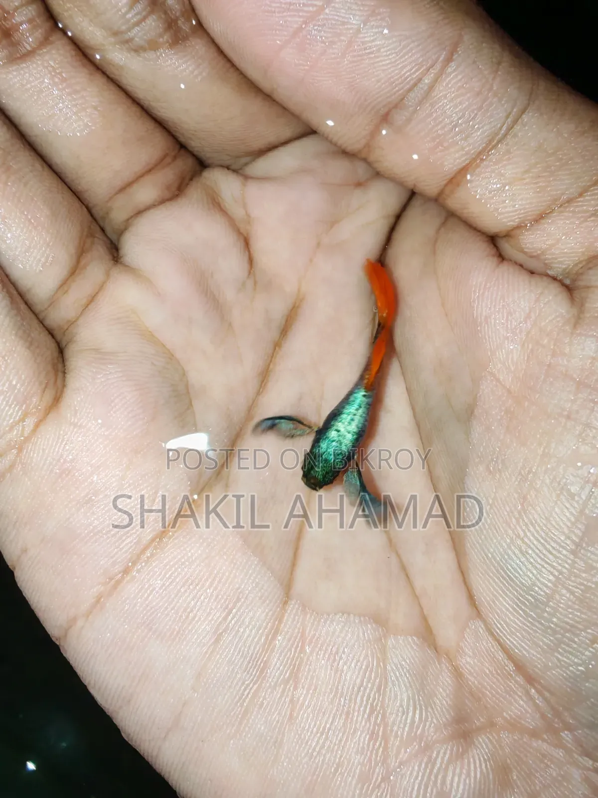 RTP Elephend Ear Guppy