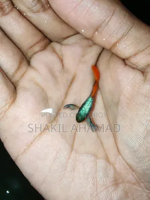 RTP Elephend Ear Guppy