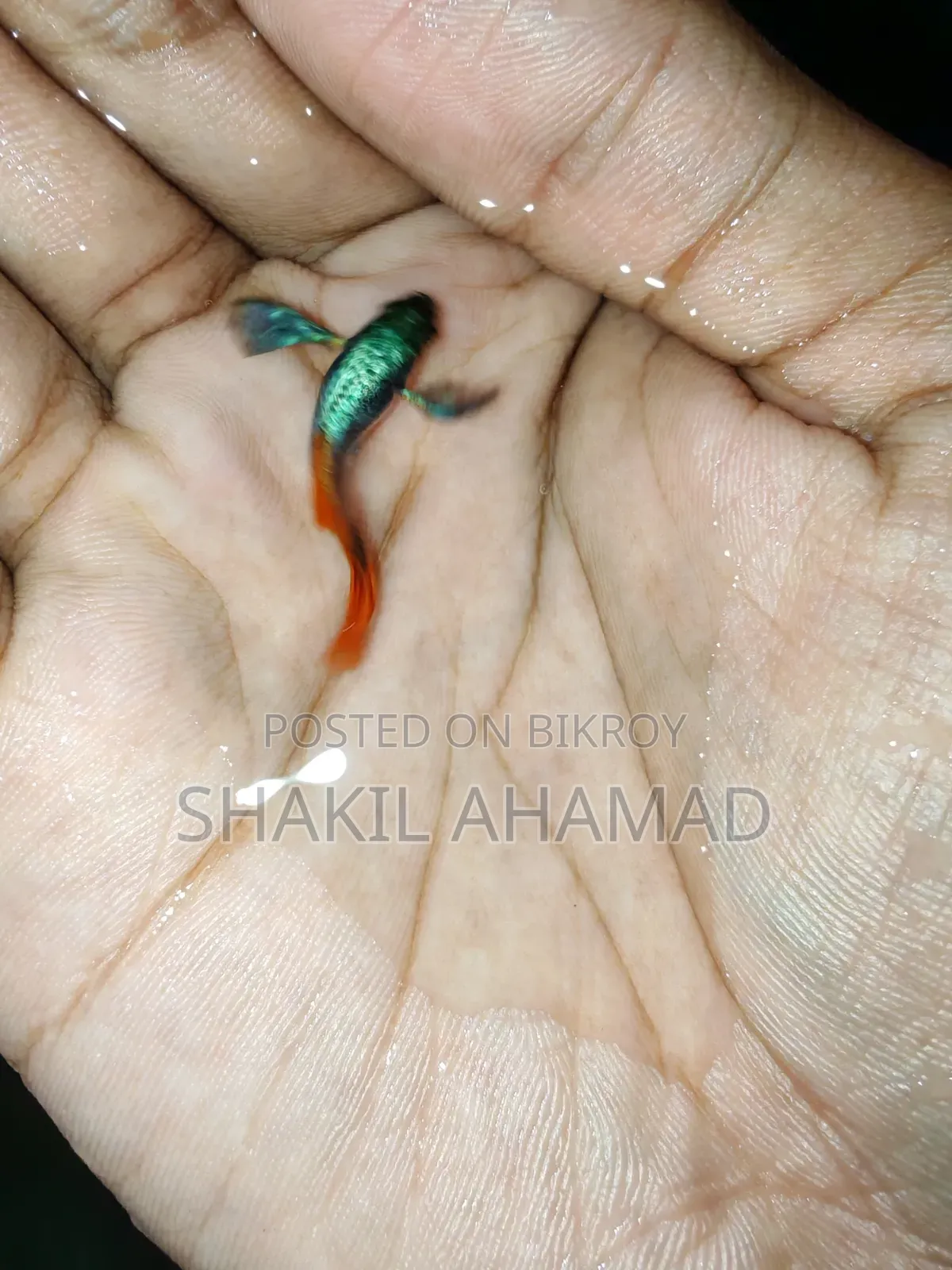 RTP Elephend Ear Guppy