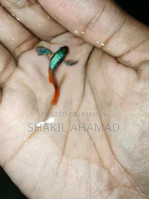 RTP Elephend Ear Guppy