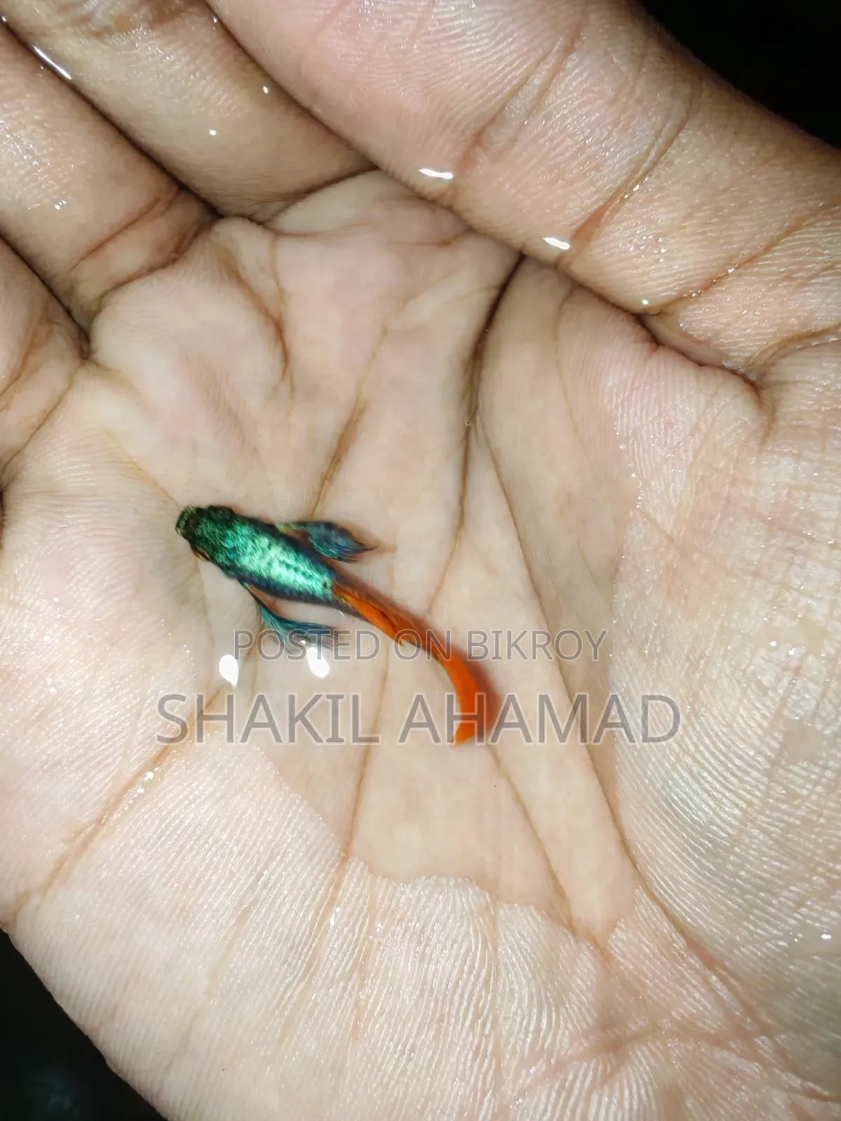 RTP Elephend Ear Guppy